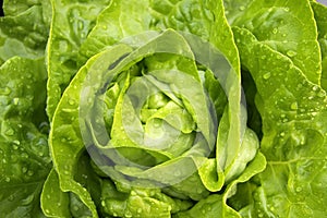 Fresh Bibb Lettuce