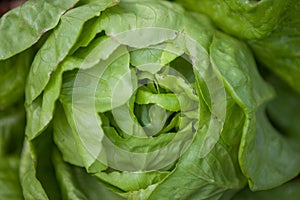 Fresh Bibb Lettuce