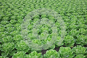 Fresh Bibb Lettuce on the Field