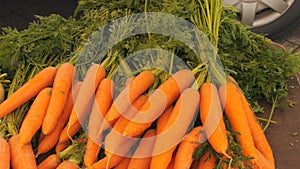 Fresh big beautiful organic carrots tied in bunches on farmer's market counters close-up view