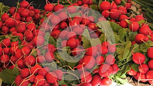 Fresh big beautiful organic radishes tied in bunches on farmers market counters close up view