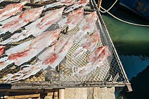 Fresh big octopus or squid dry by sunlight near fishing boats