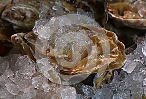 Fresh big raw oysters on ice