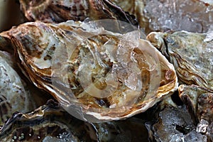 Fresh big raw oysters on ice