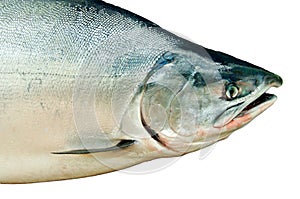 Fresh big salmon. Oncorhynchus masou photo