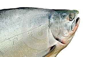 Fresh big salmon. Oncorhynchus masou photo