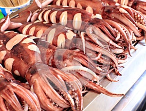 fresh big squid