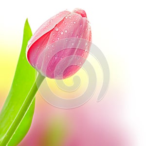 Fresh Big Tulip with waterdrops on colorful background