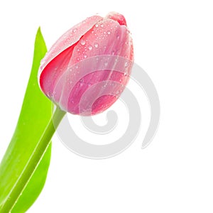 Fresh Big Tulip with waterdrops on white