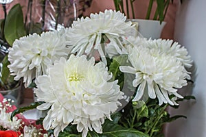 Fresh big white chrysanthemum closeup