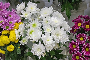 Fresh big white chrysanthemum closeup