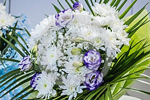 Fresh big white chrysanthemum purple roses closeup magic blurred