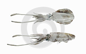 Fresh Bigfin reef squid or Soft cuttlefish squid isolated on white background. photo