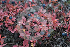 Fresh bilberries on the bushes in the autumn