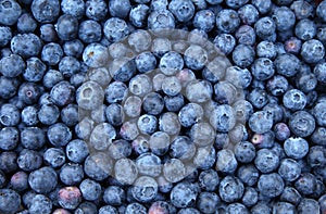 Fresh Bilberries. Close-up background