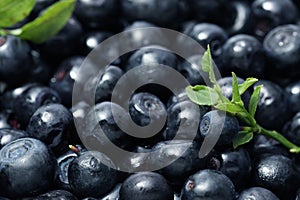 Fresh bilberries and green leaves as background, closeup