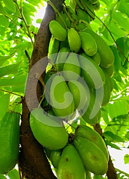 Fresh bilimbi fruit hangs in clusters on small branches