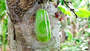 Fresh bilimbi fruit health on tree