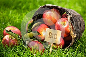 Fresh Bio apples on display at market photo