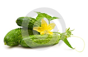 Fresh bio cucumber