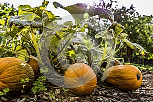 Fresh bio pumpkin