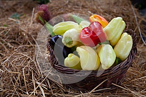 Fresh bio vegetables in a basket - red Californian pepper, eggplant, fresh corn, cob, yellow pepper, basket, kosh