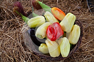 Fresh bio vegetables in a basket - red Californian pepper, eggplant, fresh corn, cob, yellow pepper, basket, kosh