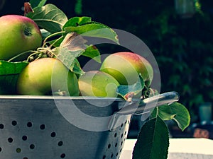 Fresh biologic apples in in the metal colander on the table in