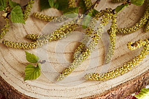 Fresh birch branches with very young leaves and catkins harvested in spring - ingredient for herbal tincture