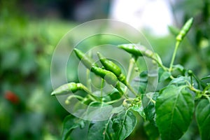 Fresh bird`s eye chilies are planted in the garden
