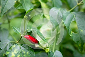 Fresh bird`s eye chilies are planted in the garden