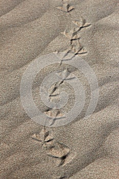 Fresh bird tracks in the sand