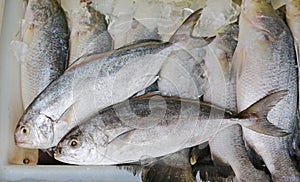 Fresh black-banded trevally on ice in tray, Seriolima nigrofasciata