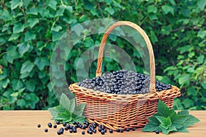 Fresh black currant in a basket on wooden table in garden