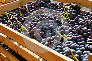 Fresh black grapes from Tuscany placed in wooden box