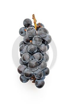 fresh black grapes on white background