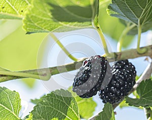 Fresh black mulberry, mulberries on the branch tree