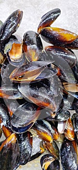 Fresh black mussels, texture background