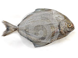 Fresh Black Pomfret fish isolated on a white background Selective focus. photo