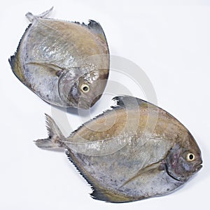 Fresh Black Pomfret