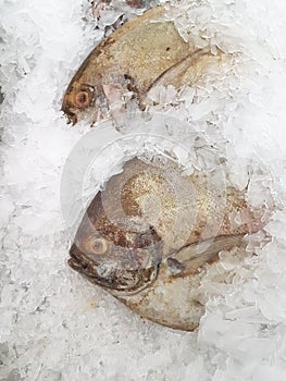 Fresh black pomfret on ice