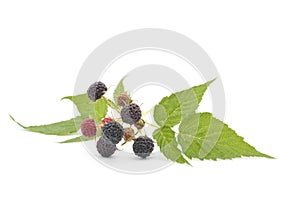 Fresh Black Raspberries