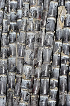 Fresh Black Sugar Canes