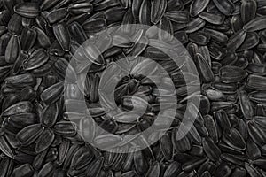 Fresh Black Sunflower Seeds Texture Background.