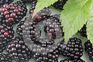 Fresh blackberries on blackberry leaf