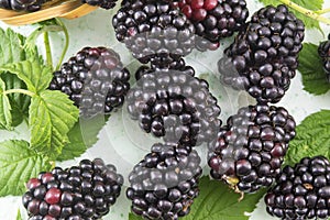 Fresh blackberries on blackberry leaf