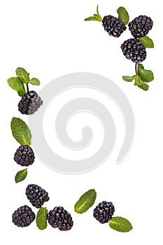 Fresh blackberries border