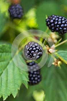 Fresh blackberries on a bush