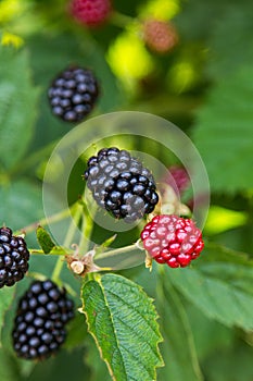 Fresh blackberries on a bush