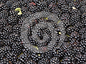 Fresh blackberries at the farmers market.